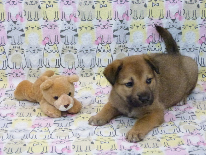 chinook puppy